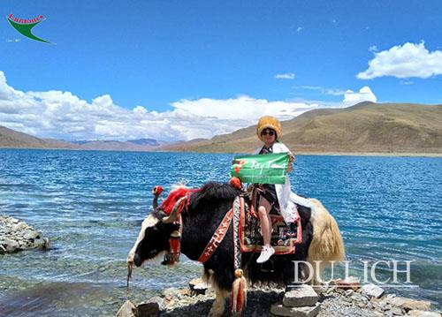 Chụp ảnh với những chú bò Yak chỉ có trên cao nguyên Tây Tạng